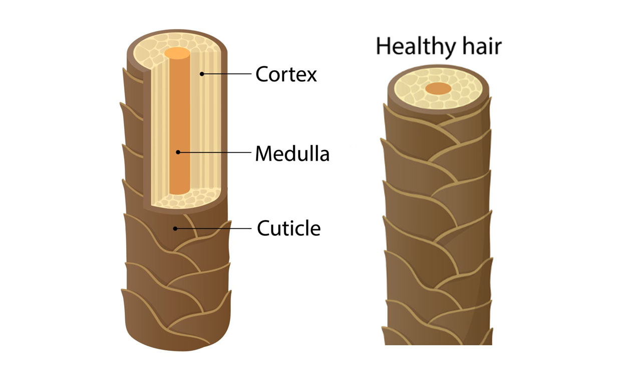 Estructura del cabello, de la raíz al tallo, y cómo cuidarlo